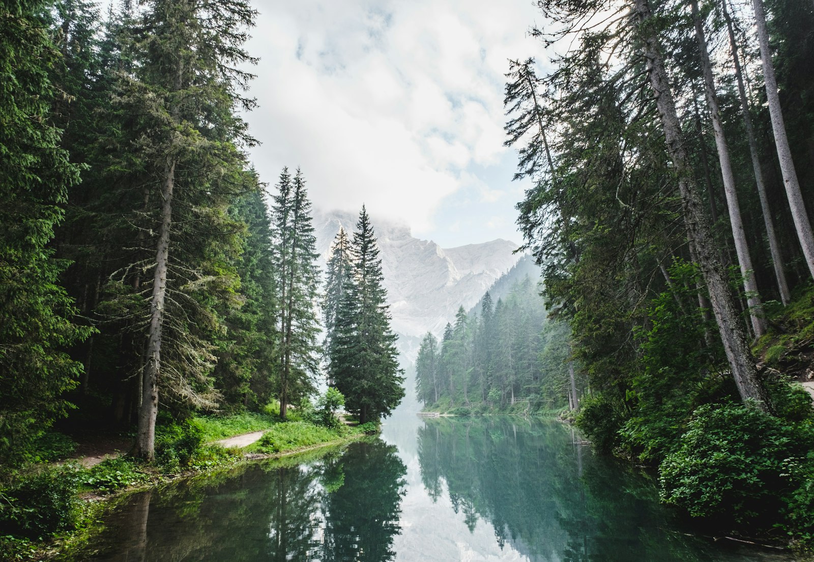Evergreen trees reflected in a mountain river